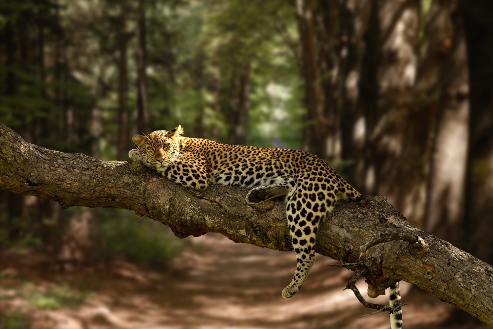 beautiful-shot-lazy-leopard-resting-tree-with-blurred-background