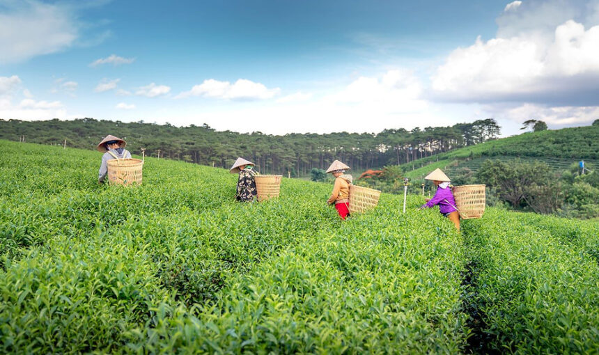 Traveling for Tea Enthusiasts: Visiting Tea Plantations and Tea Ceremonies